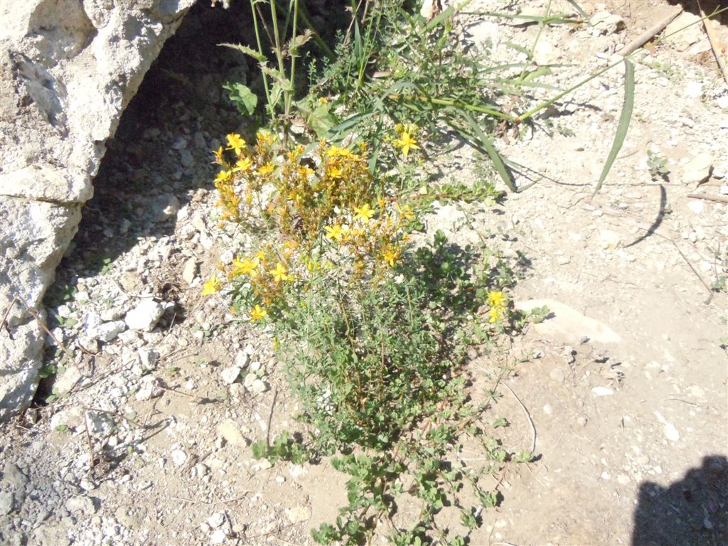 Hypericum cfr. perforatum